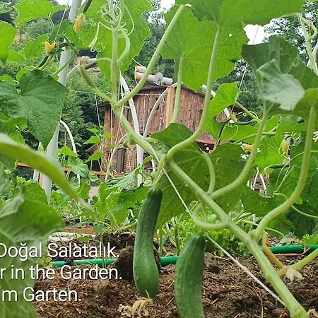 Doganin Kalbinde Dogallikla Bulusma Noktasi *