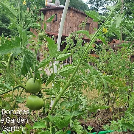 Doganin Kalbinde Dogallikla Bulusma Noktasi Chalet
