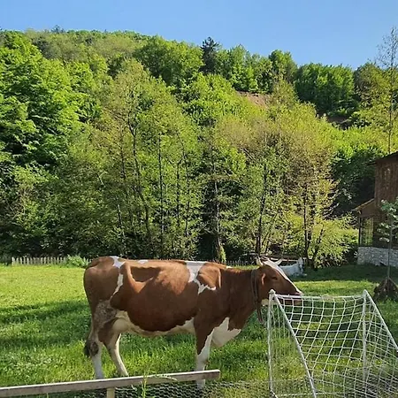 Alpesi faház Doganin Kalbinde Dogallikla Bulusma Noktasi *